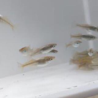 メダカ  　鳳凰メダカ　1匹