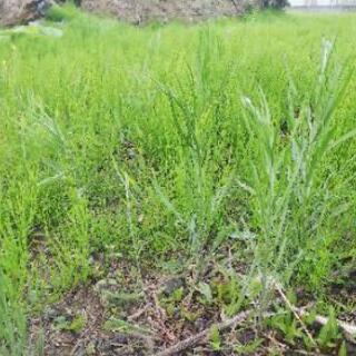 【熊谷市の便利屋】静かな草刈り、草むしり、除草剤散布、防草シート張りを承りますの画像