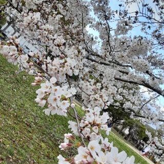 駐車場貸してください。