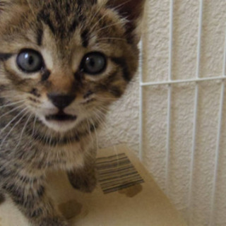 さくら子猫3匹　
