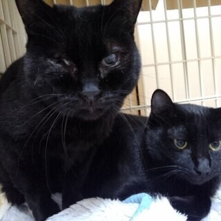 小柄な黒まま3才　黒娘猫（10か月齢）と