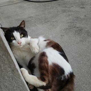 もうすぐ出産します。ここから子猫の問い合わせはしないでください。