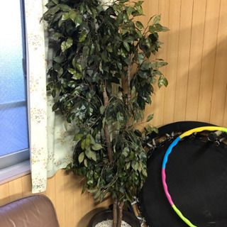 商談済！！！造花 植木？ 取りに来てくれる方