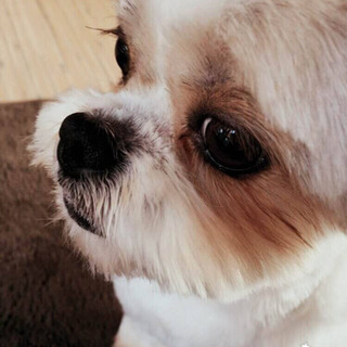 シーズーとパピヨンのmixです - 犬