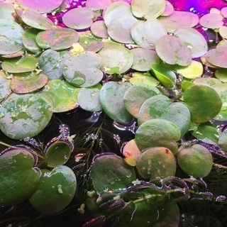 水草各種(メダカ飼育用)無料配布の画像