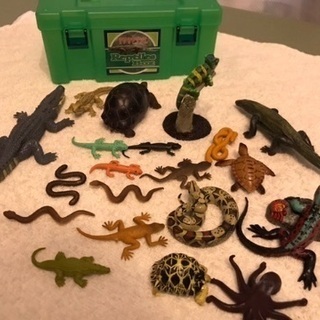 カロラータReptilesBoxの画像