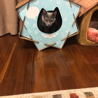 ネコのおもちゃの画像