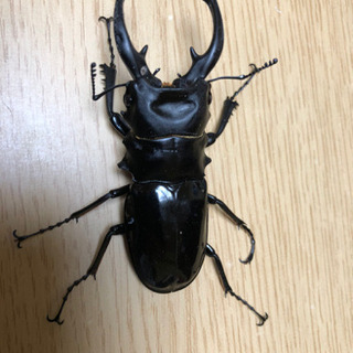 ルディカツヤクワガタ幼虫差上げます