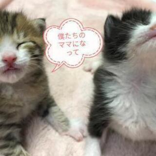 赤ちゃん👶生後3週兄弟一緒に里親様決定