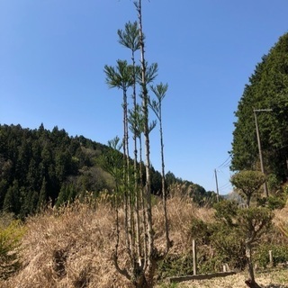植木　(台杉) 積み込みお手伝いいたします。おまけ付