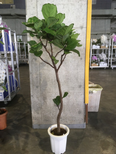 観葉植物　カシワバゴム