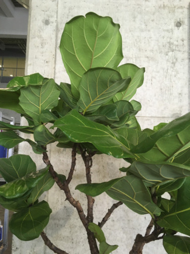 観葉植物　カシワバゴム