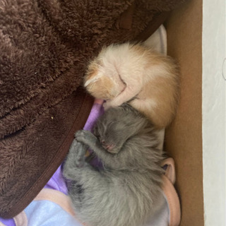 2、3週間の子猫