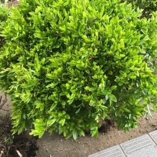 さつき