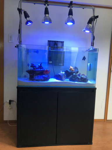 90cmオーバーフロー水槽　生体込み