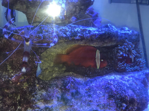 90cmオーバーフロー水槽　生体込み
