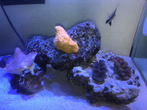 90cmオーバーフロー水槽　生体込み