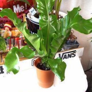 元気な観葉植物(アスプレニウム)🍀