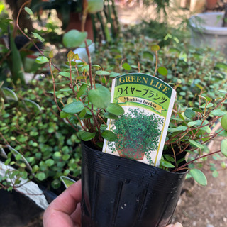 ワイヤープランツ　3号