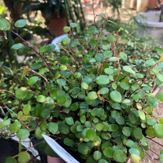 ワイヤープランツ　3号の画像