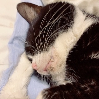 猫を探しています
