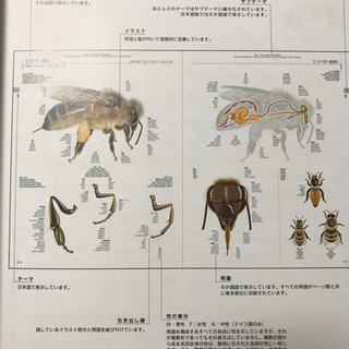 オールカラー6かく国語大図典(小学館) 2,000円の画像
