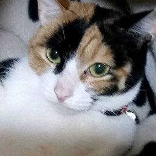 里親さま決定しました！小さな三毛猫  凛ちゃん 1才くらい