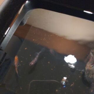画像のメダカちゃんの有精卵等