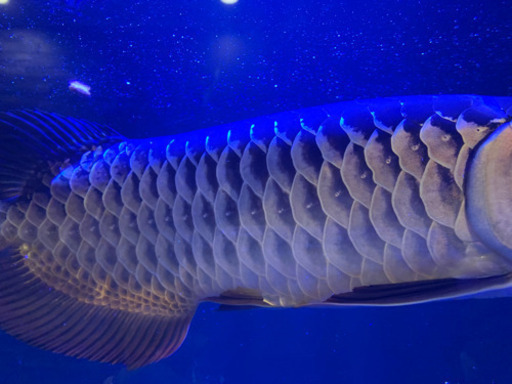古代魚引き取り来れる方のみ。ポリプ、フラワーホーンも相談にのります