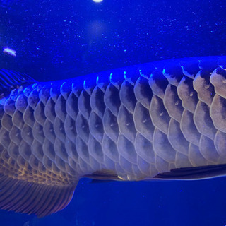 古代魚引き取り来れる方のみ。ポリプ、フラワーホーンも相談にのります