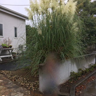 パンパスグラスの画像