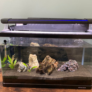 熱帯魚