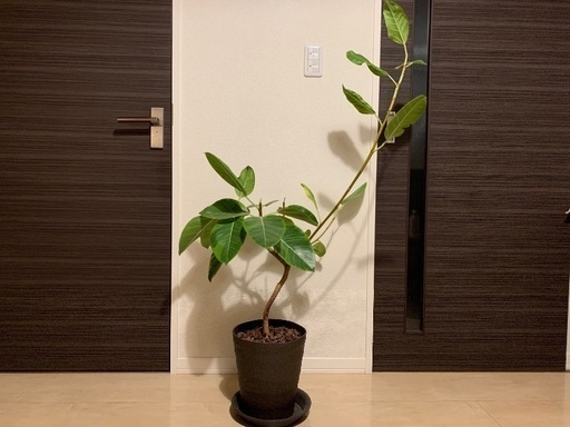 観葉植物（アルテシーマ）