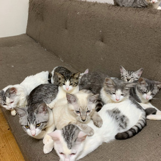 [全ての猫ちゃんの行き先決まりました]猫の里親募集