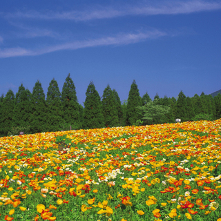 無料タロット占い - 土浦市