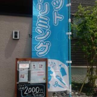 5月末まで🐾カットモデル犬募集中です。トリミング料金2000円