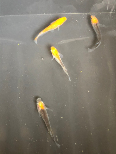 めだか　女神　2ペアセット