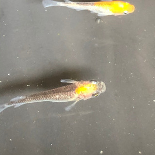 めだか 女神 2ペアセット