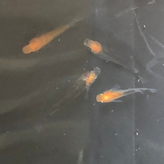 めだか 女神 2ペアセット