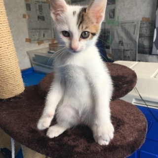 妊娠中の母猫を保護し無事に産まれた子猫^o^