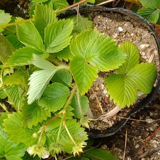 ワイルドストロベリー（白実）の苗（手渡し限定）