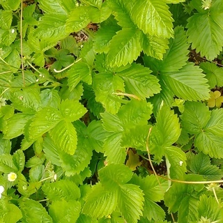 ワイルドストロベリー（白実）の苗（手渡し限定）の画像