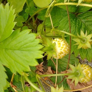 ワイルドストロベリー（白実）の苗（手渡し限定）の画像