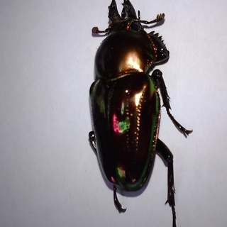 【交渉中】ニジイロクワガタ　メス単品（郡家町周辺で手渡し限定）