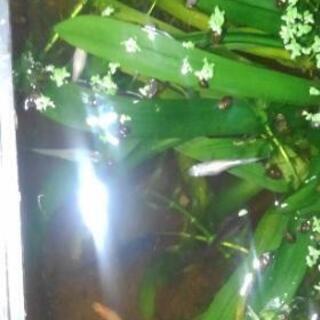 メダカあげます