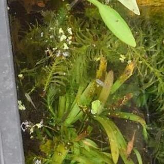 メダカあげますの画像