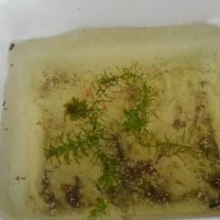 メダカあげますの画像