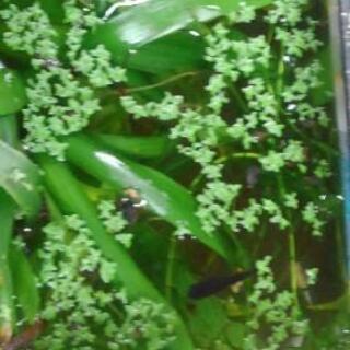 メダカあげますの画像