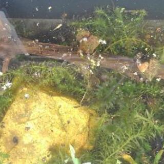 メダカあげますの画像