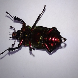 【交渉中】ニジイロクワガタ　メス単品（郡家町周辺で手渡し限定）の画像